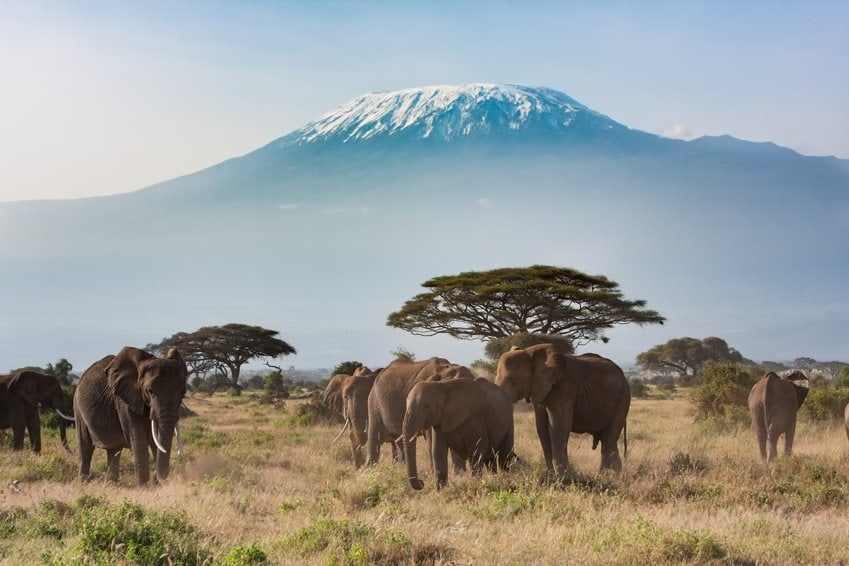 Elephants beneath snow-capped Mount Kilimanjaro in Amboseli