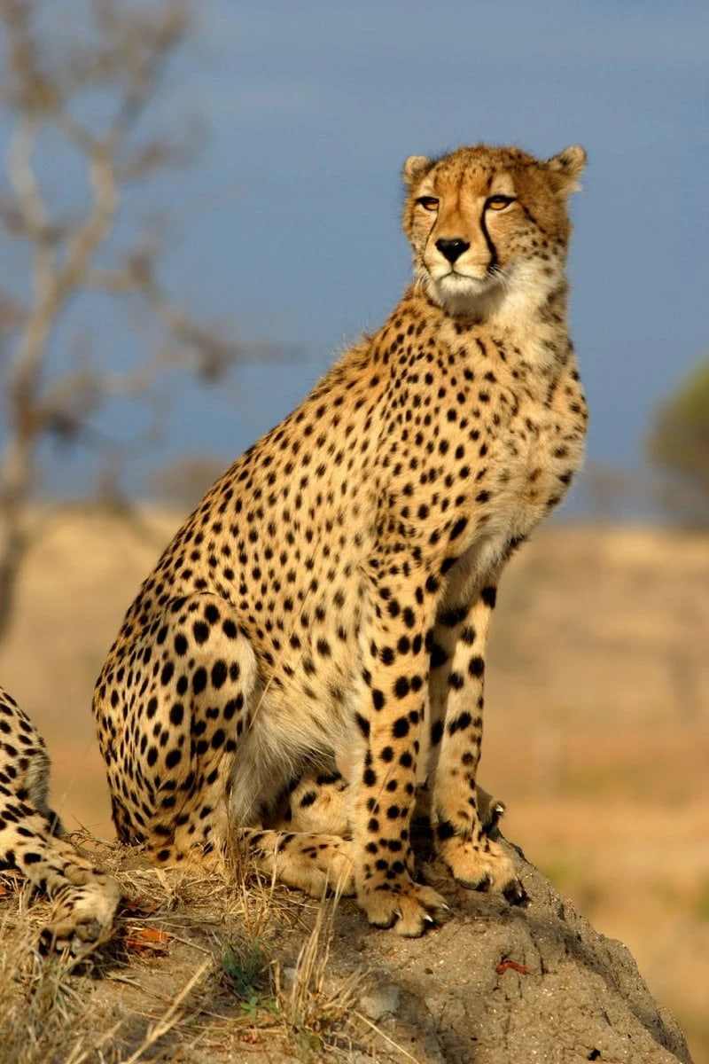 Close-up of a cheetah's spotted coat