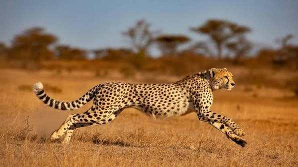 Cheetah sprinting across the open savannah