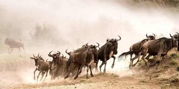 Wildebeest stampeding through dust during the Great Migration