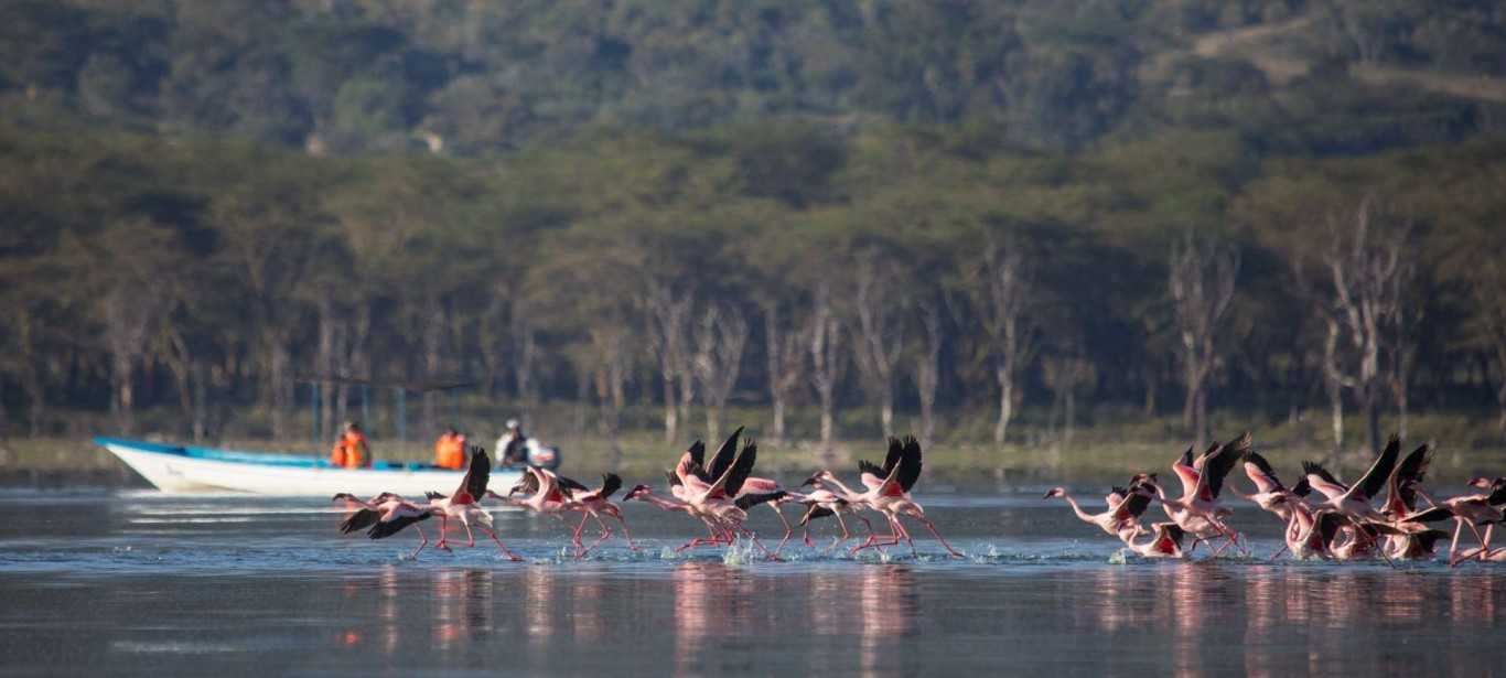 Boat ride past flamingos taking off on Lake Naivasha