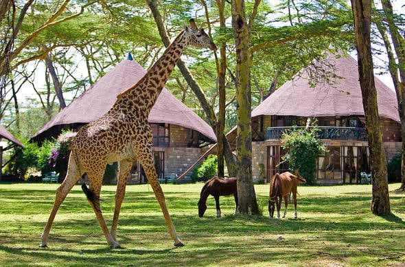 Giraffe walking across the gardens of a Lake Naivasha lodge