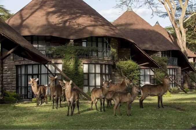 Waterbuck grazing on the lawn of a Lake Naivasha resort