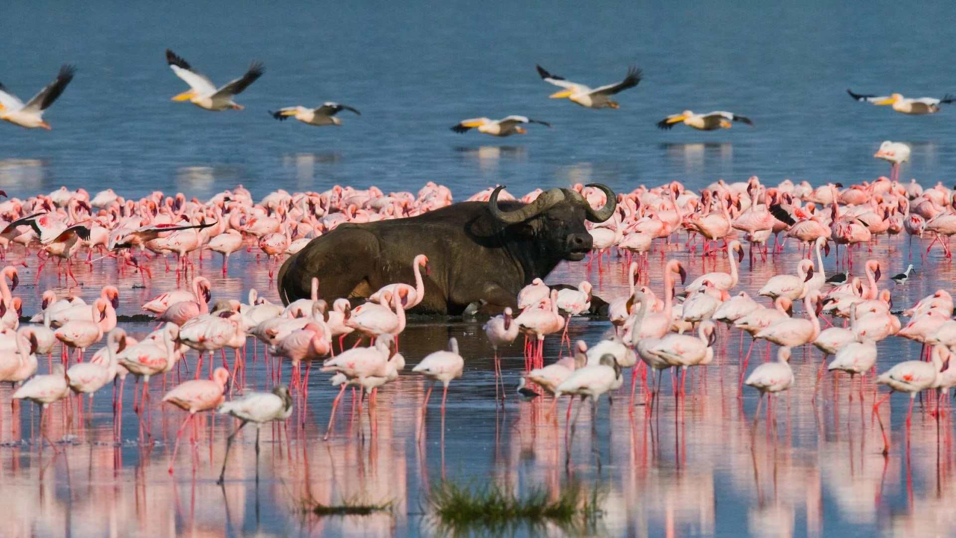 Buffalo in the water among flocks of flamingos at Lake Nakuru