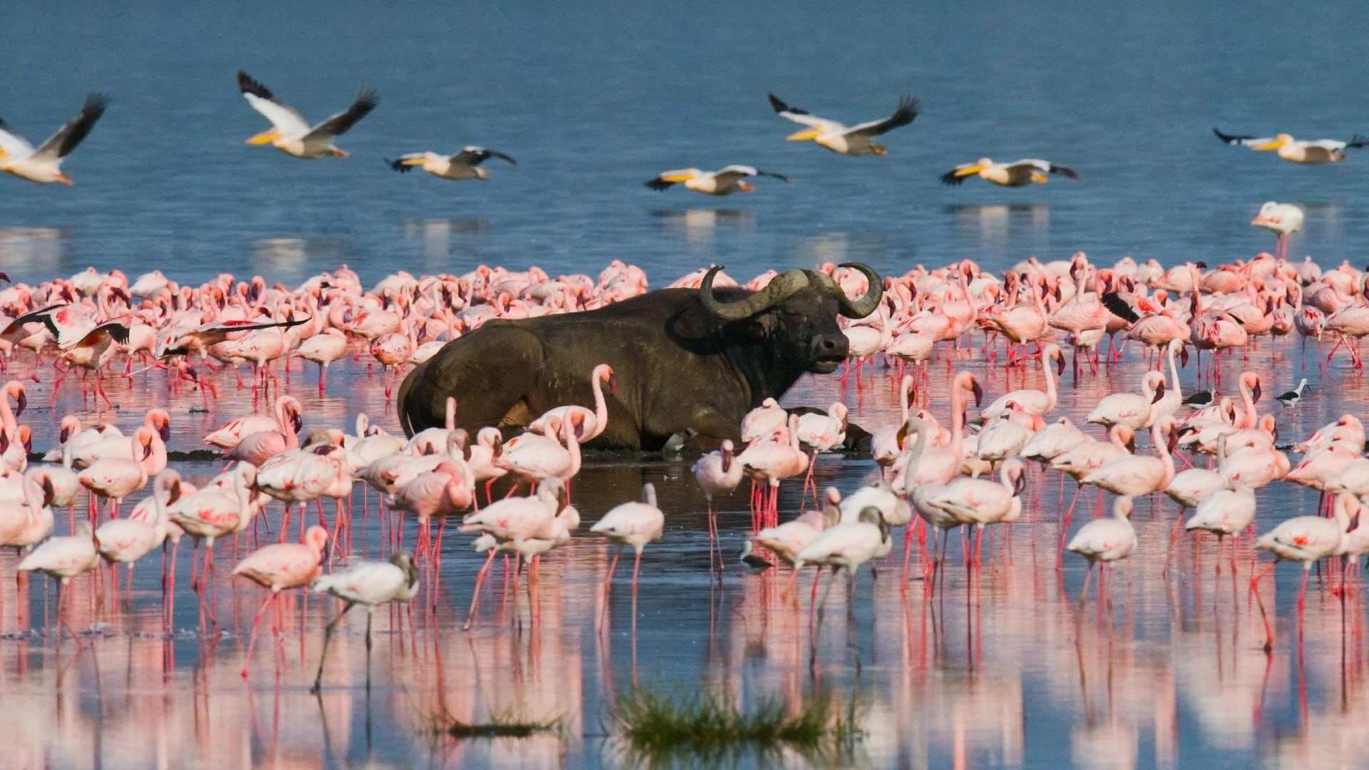 Buffalo in the water among flocks of flamingos at Lake Nakuru