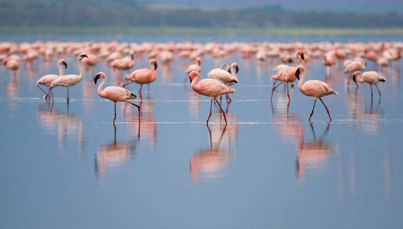 Lesser flamingos wading in the shallows of Lake Nakuru