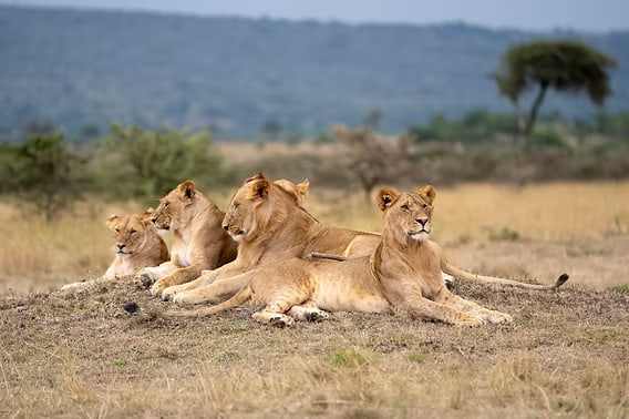 Pride of lions resting on the savannah in the Maasai Mara