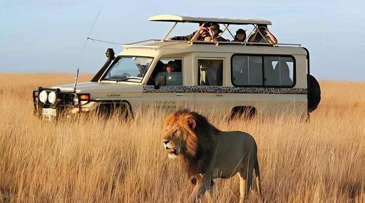Lion walking past a safari vehicle in golden grass, Maasai Mara