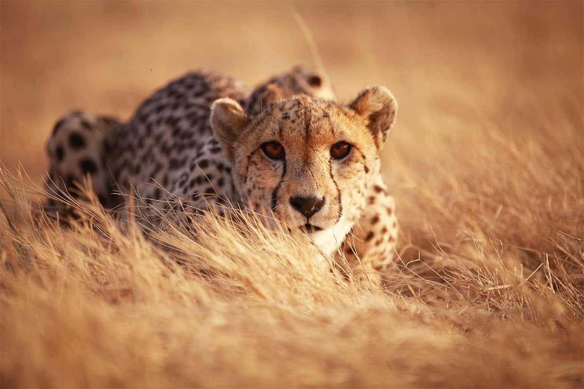 Cheetah crouching in golden grass in the Maasai Mara