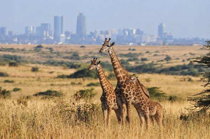 Giraffes in Nairobi National Park with the city skyline in the distance