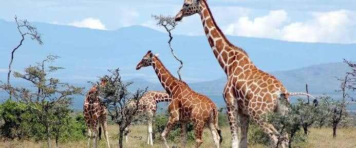 Giraffes browsing among acacia trees in Kenya