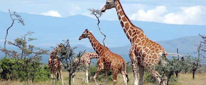Giraffes browsing among acacia trees in Kenya
