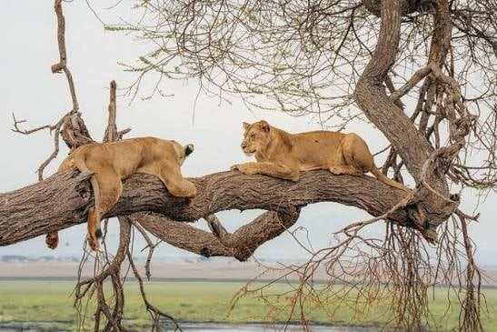 Lionesses resting in an acacia tree in Kenya